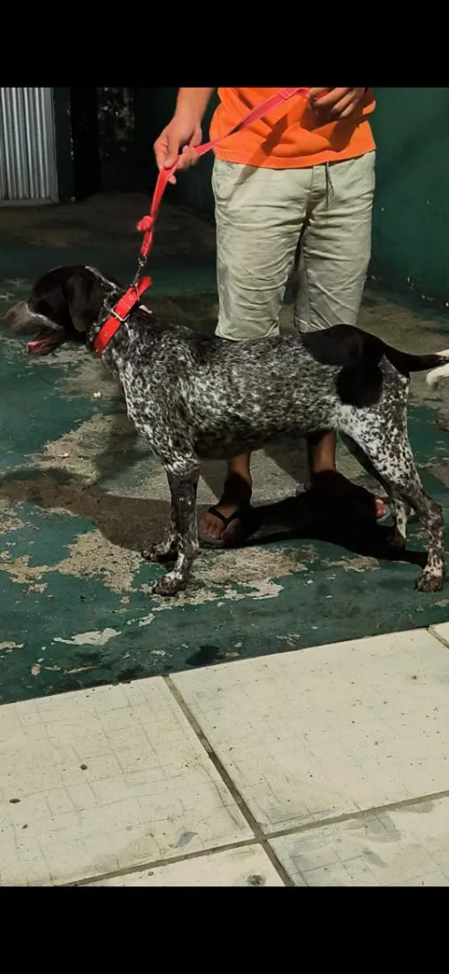 Cachorro raça Pointer alemão  idade 1 ano nome Theo
