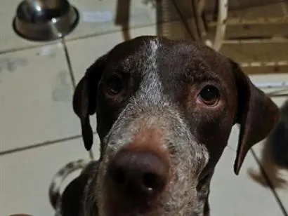 Cachorro raça Pointer alemão  idade 1 ano nome Theo