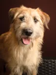 Benji