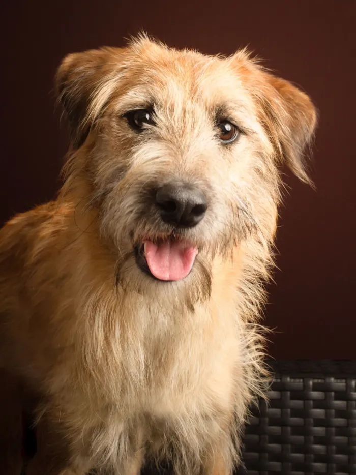 Cachorro raça SRD-ViraLata idade 1 ano nome Benji
