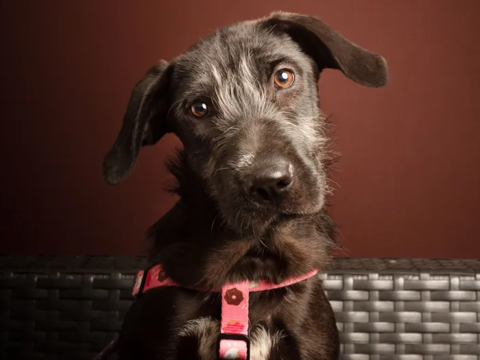 Cachorro raça SRD-ViraLata idade 2 a 6 meses nome Pompom