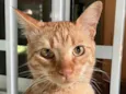 Milo 