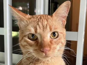Gato raça SRD-ViraLata idade 1 ano nome Milo 