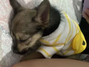 Cachorro raça SRD-ViraLata idade 1 ano nome Luke