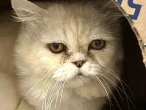 Gato raça Persa idade 1 ano nome Floquinho 