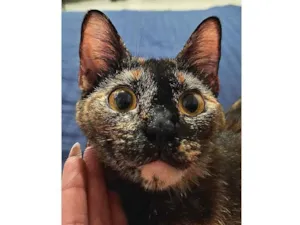 Gato raça SRD-ViraLata idade 1 ano nome Cali