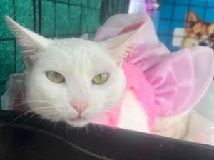 Gato raça SRD-ViraLata idade 1 ano nome Aghata 