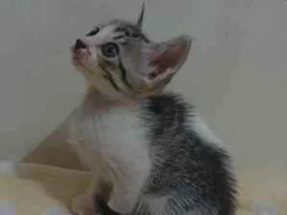 Gato raça SRD-ViraLata idade 2 a 6 meses nome Não tem nome ainda 
