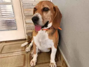 Cachorro raça Beagle idade 4 anos nome Snoopy 