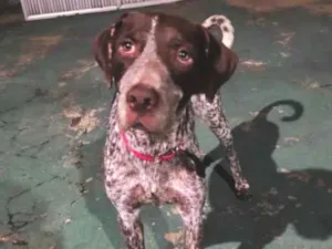 Cachorro raça Pointer alemão  idade 1 ano nome Theo