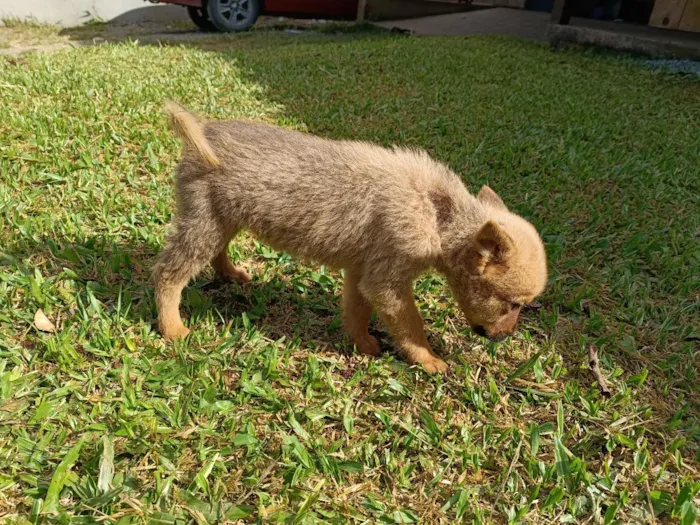 Cachorro raça SRD-ViraLata idade 2 a 6 meses nome sem nome 