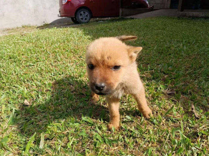 Cachorro raça SRD-ViraLata idade 2 a 6 meses nome sem nome 