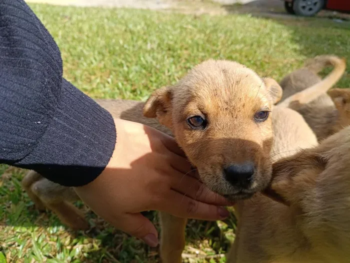 Cachorro raça SRD-ViraLata idade 2 a 6 meses nome sem nome 