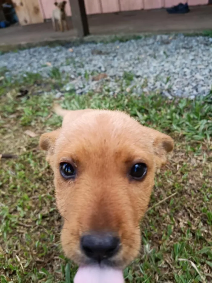 Cachorro raça SRD-ViraLata idade 2 a 6 meses nome sem nome 