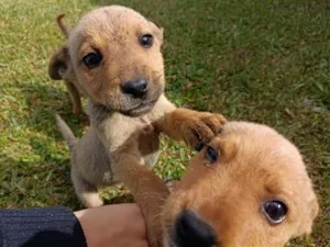 Cachorro raça SRD-ViraLata idade 2 a 6 meses nome sem nome 