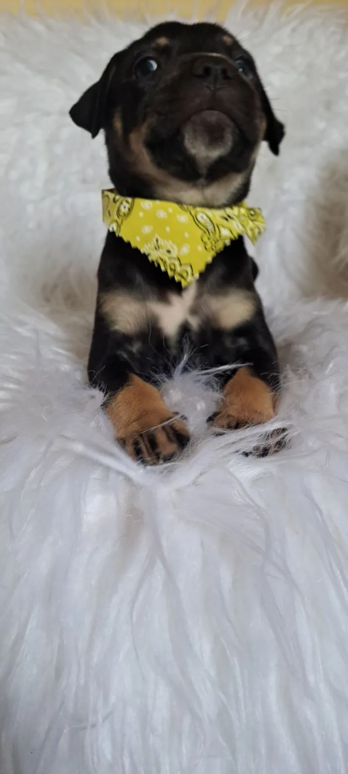 Cachorro raça SRD-ViraLata idade Abaixo de 2 meses nome Alfa