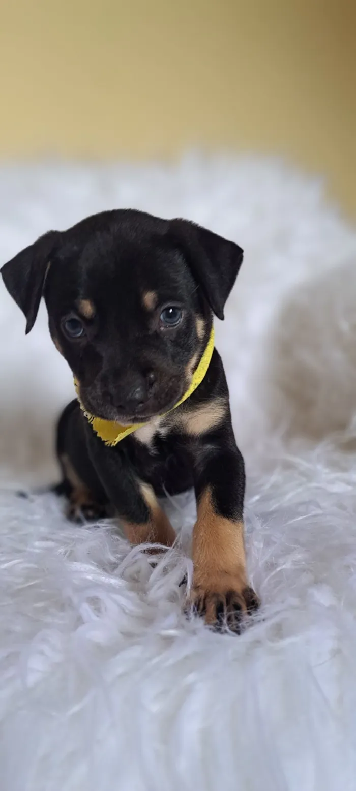 Cachorro raça SRD-ViraLata idade Abaixo de 2 meses nome Alfa