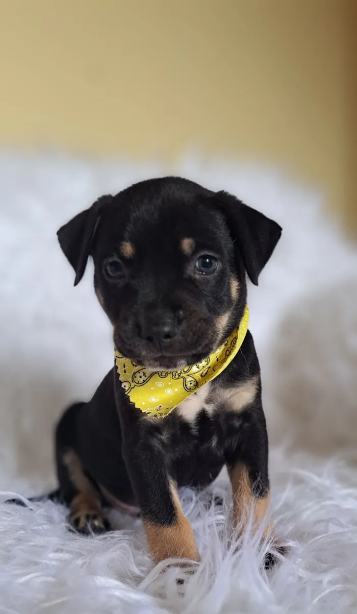 Cachorro raça SRD-ViraLata idade Abaixo de 2 meses nome Alfa