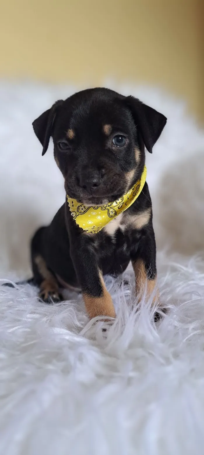 Cachorro raça SRD-ViraLata idade Abaixo de 2 meses nome Alfa