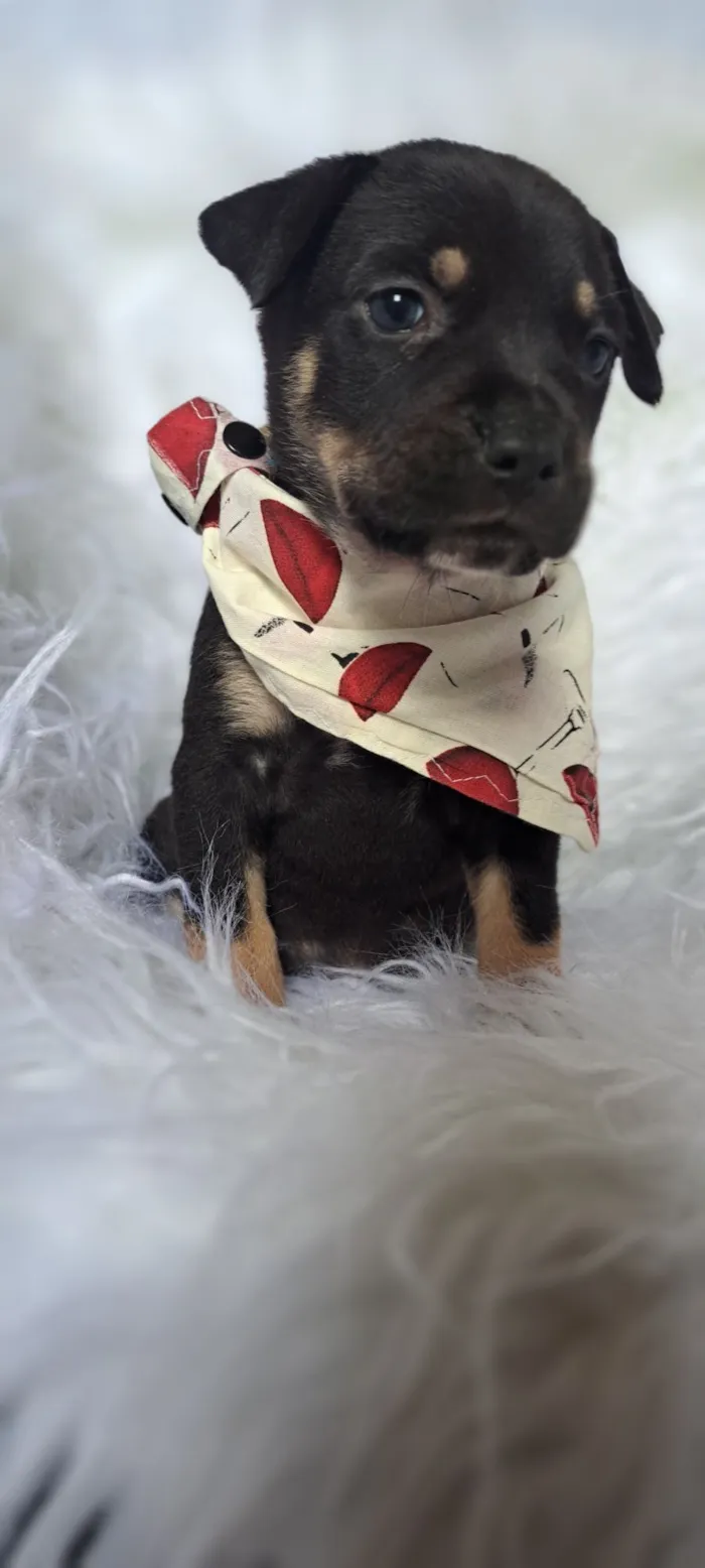Cachorro raça SRD-ViraLata idade Abaixo de 2 meses nome Alfa