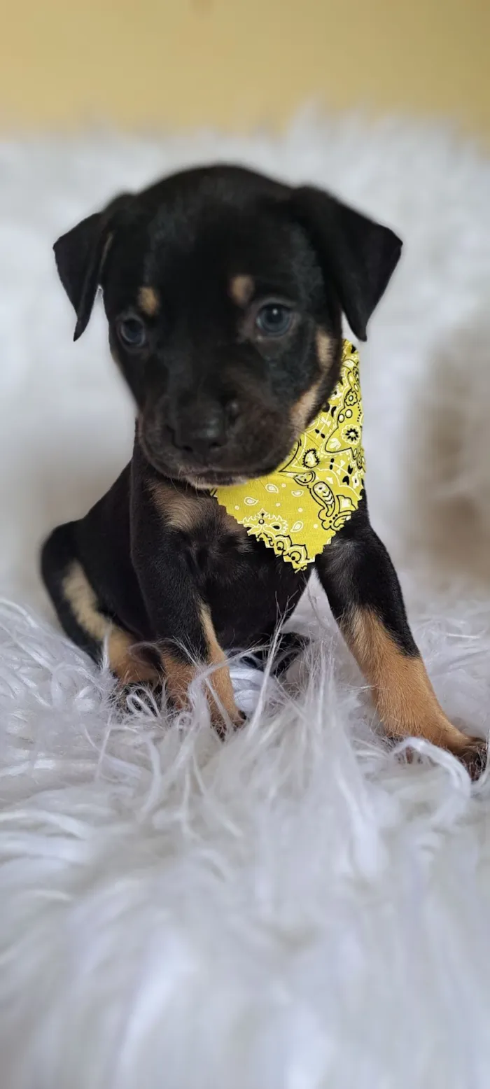 Cachorro raça SRD-ViraLata idade Abaixo de 2 meses nome Alfa