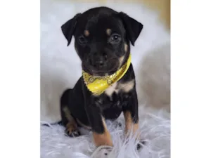 Cachorro raça SRD-ViraLata idade Abaixo de 2 meses nome Alfa