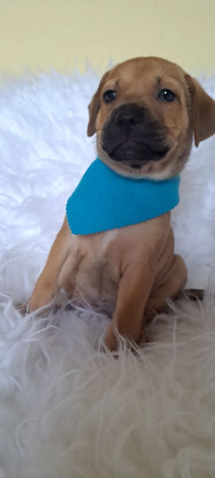 Cachorro raça SRD-ViraLata idade 2 a 6 meses nome Porsche