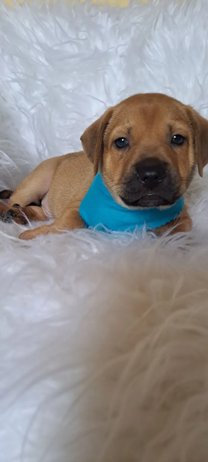 Cachorro raça SRD-ViraLata idade 2 a 6 meses nome Porsche