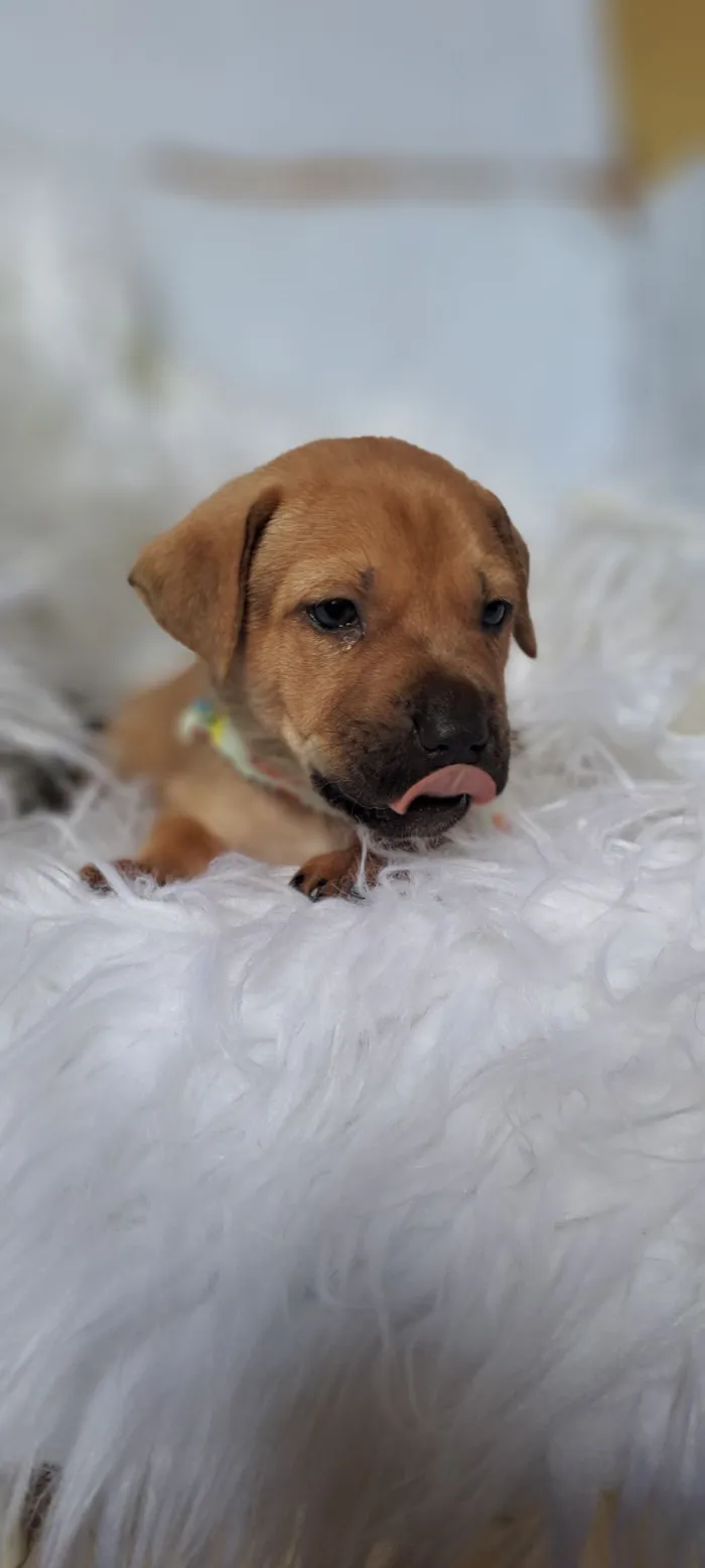 Cachorro raça SRD-ViraLata idade 2 a 6 meses nome Porsche