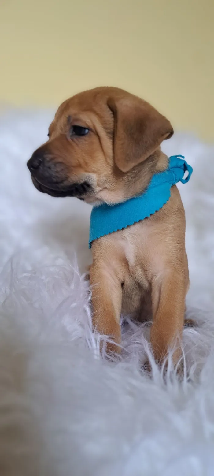 Cachorro raça SRD-ViraLata idade 2 a 6 meses nome Porsche