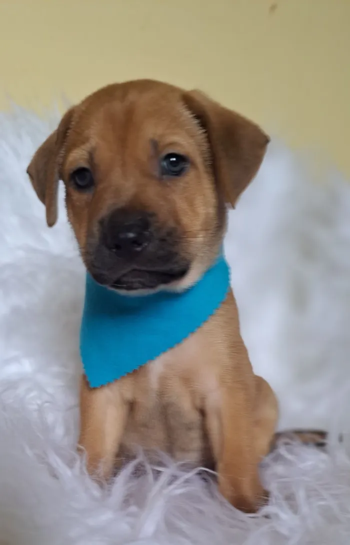 Cachorro raça SRD-ViraLata idade 2 a 6 meses nome Porsche