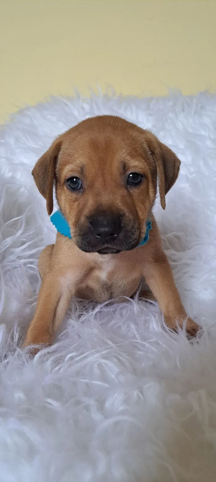 Cachorro raça SRD-ViraLata idade 2 a 6 meses nome Porsche
