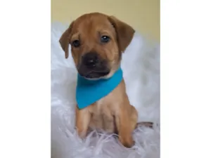Cachorro raça SRD-ViraLata idade 2 a 6 meses nome Porsche