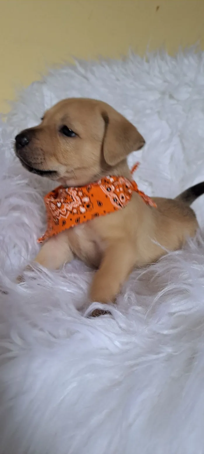 Cachorro raça SRD-ViraLata idade Abaixo de 2 meses nome Mustang
