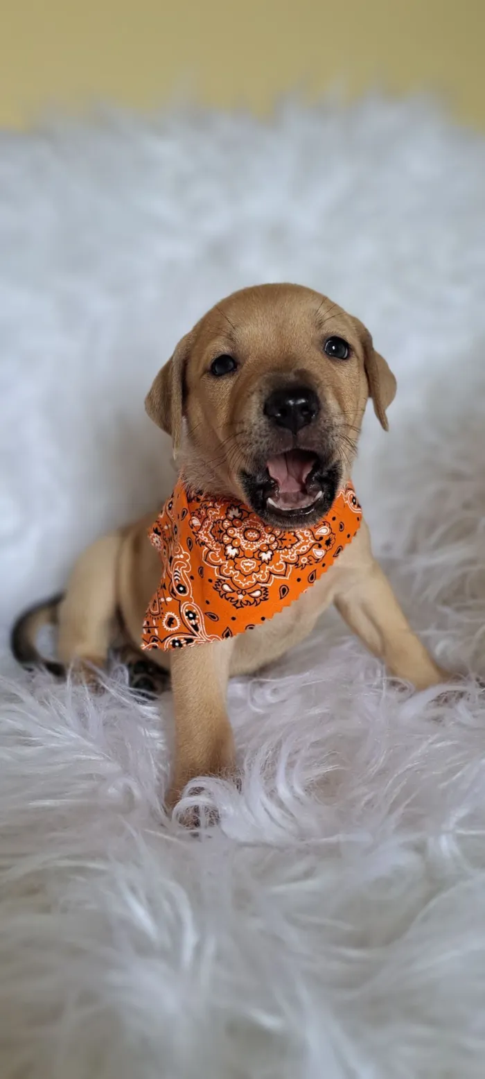 Cachorro raça SRD-ViraLata idade Abaixo de 2 meses nome Mustang