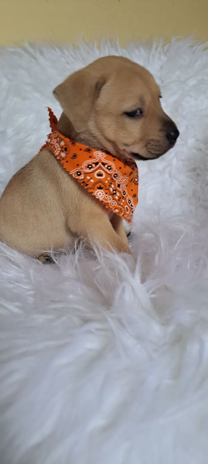 Cachorro raça SRD-ViraLata idade Abaixo de 2 meses nome Mustang