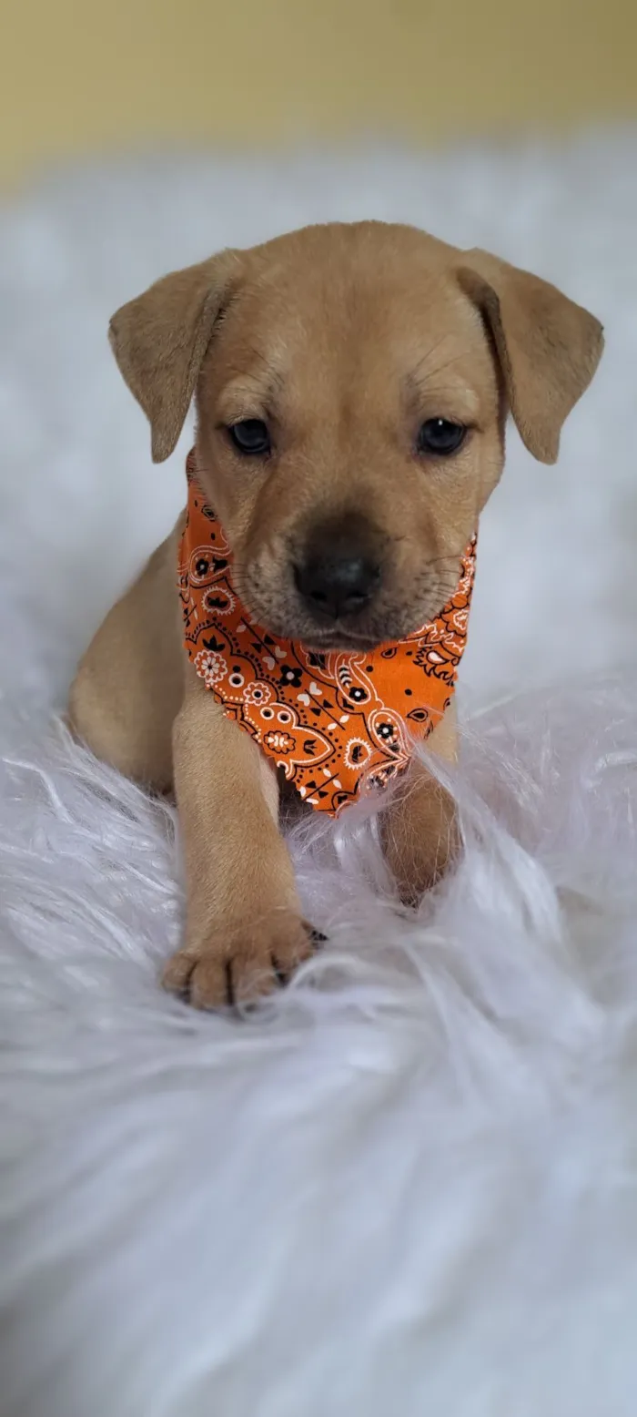 Cachorro raça SRD-ViraLata idade Abaixo de 2 meses nome Mustang