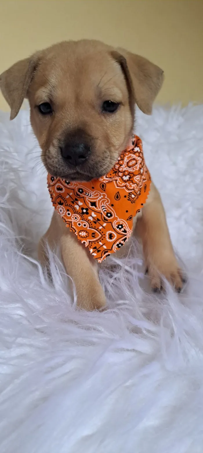 Cachorro raça SRD-ViraLata idade Abaixo de 2 meses nome Mustang