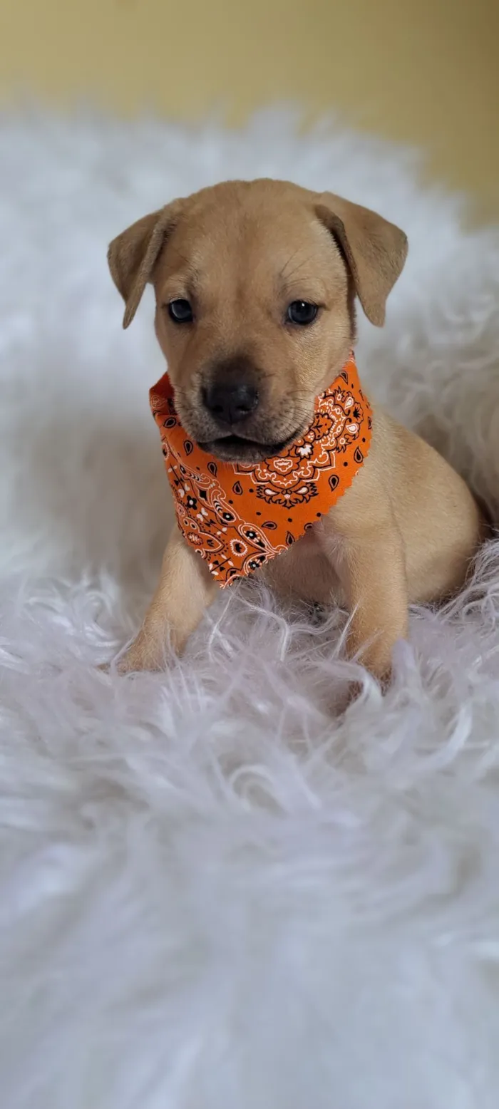 Cachorro raça SRD-ViraLata idade Abaixo de 2 meses nome Mustang