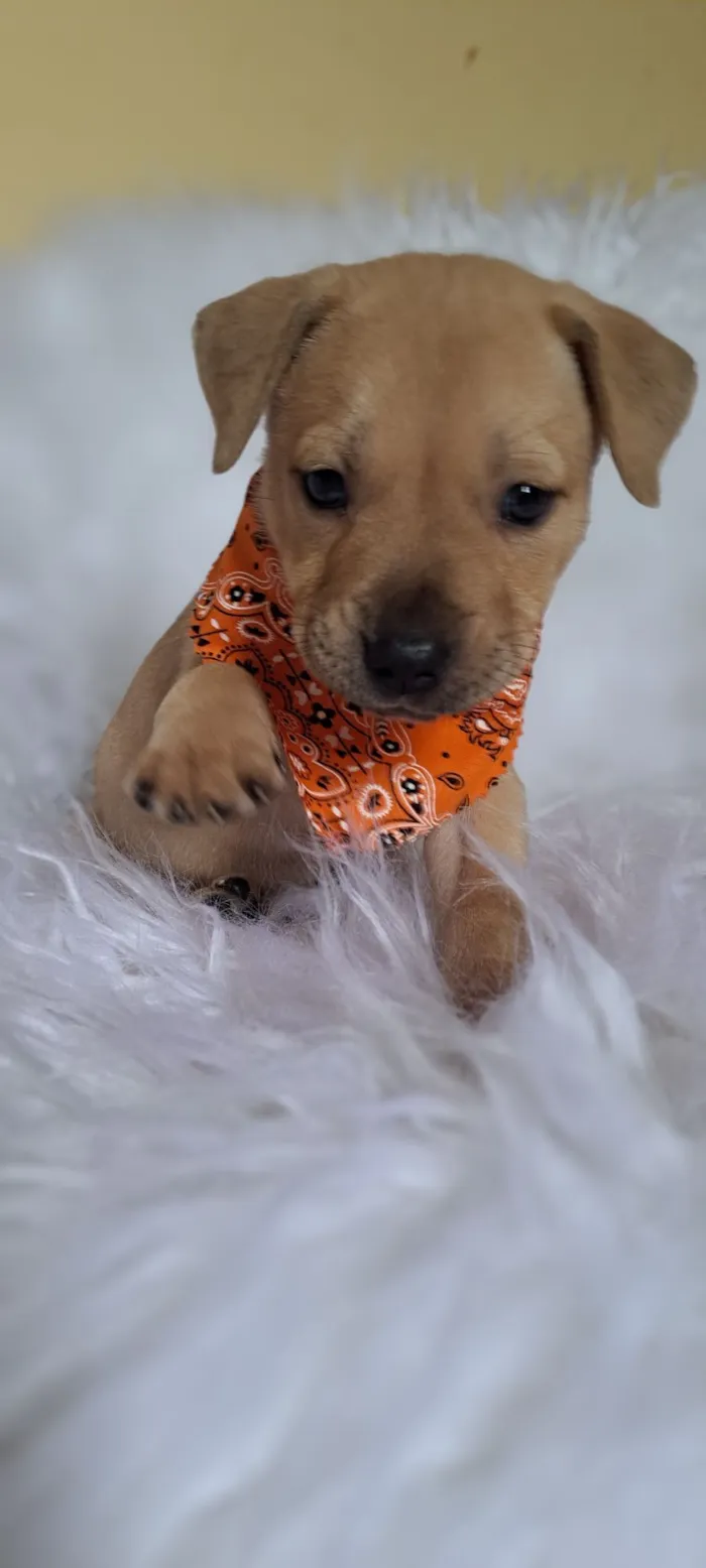 Cachorro raça SRD-ViraLata idade Abaixo de 2 meses nome Mustang