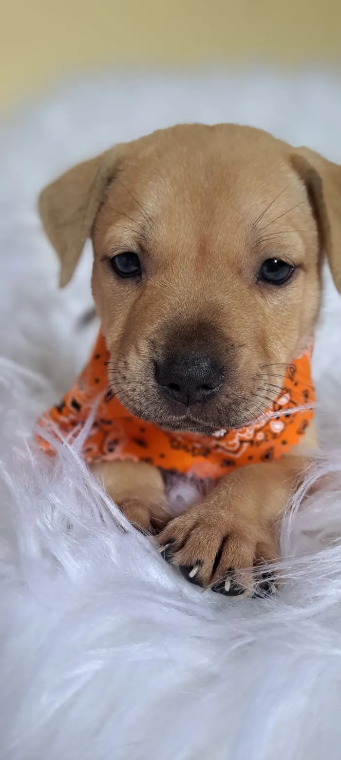 Cachorro raça SRD-ViraLata idade Abaixo de 2 meses nome Mustang