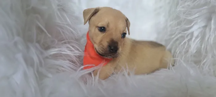 Cachorro raça SRD-ViraLata idade Abaixo de 2 meses nome Mustang