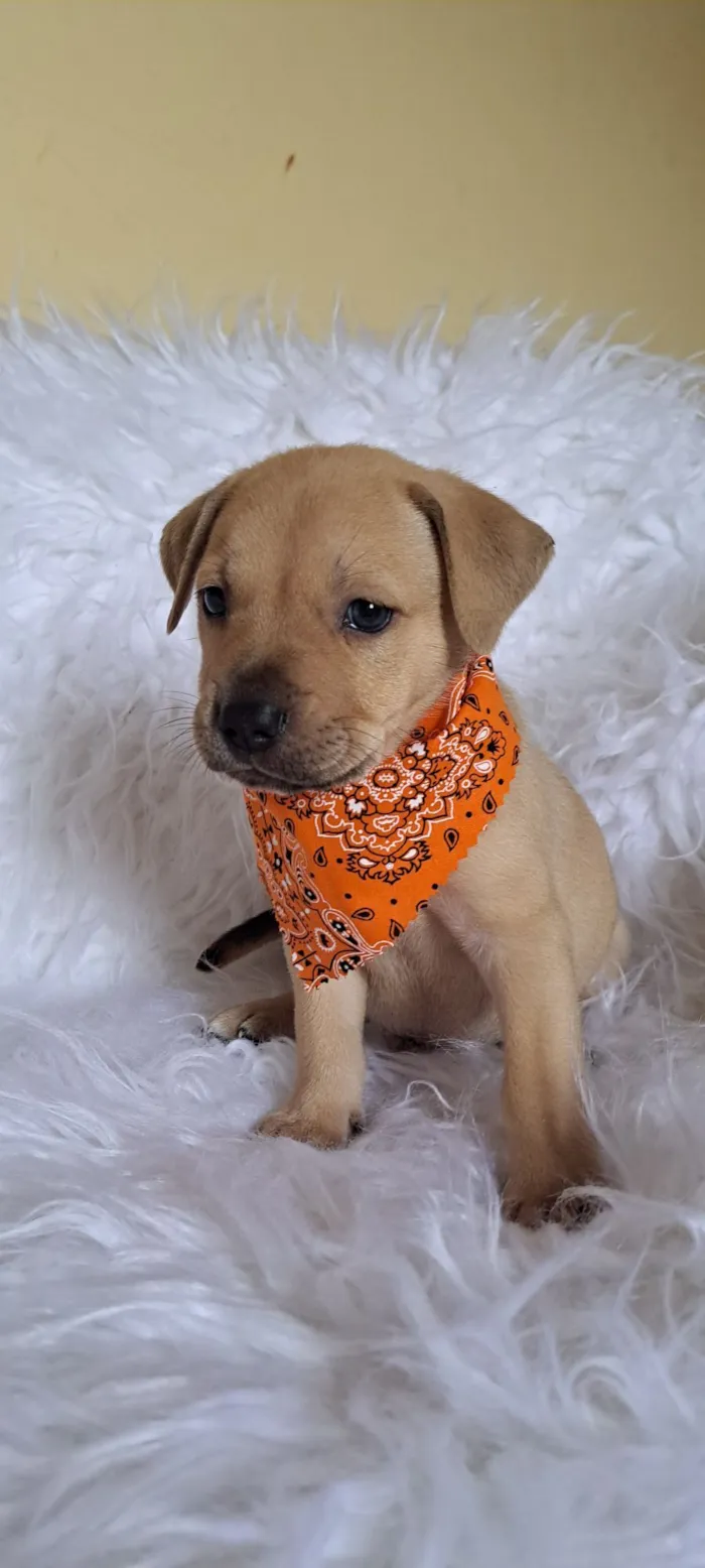 Cachorro raça SRD-ViraLata idade Abaixo de 2 meses nome Mustang
