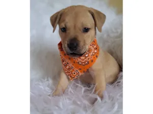 Cachorro raça SRD-ViraLata idade Abaixo de 2 meses nome Mustang