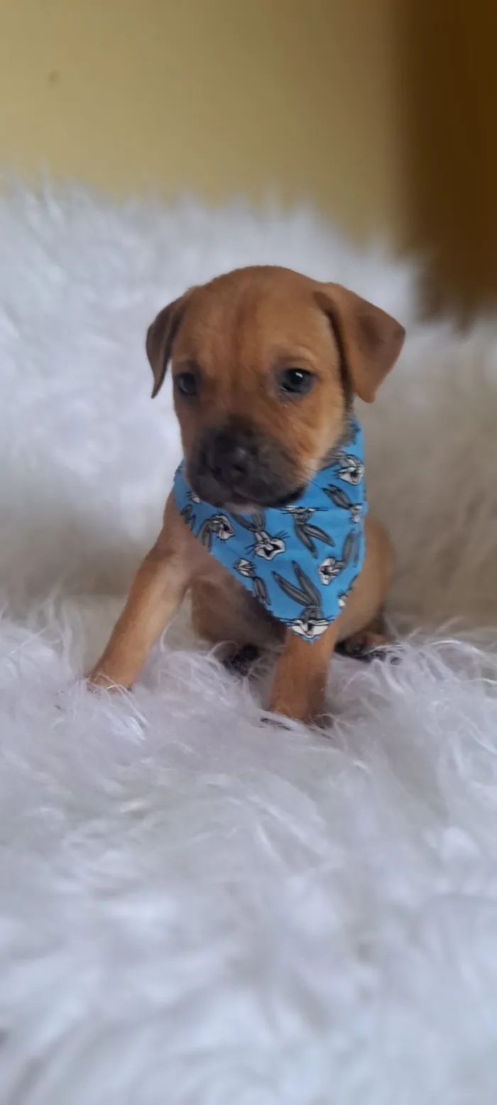 Cachorro raça SRD-ViraLata idade 2 a 6 meses nome Bentley