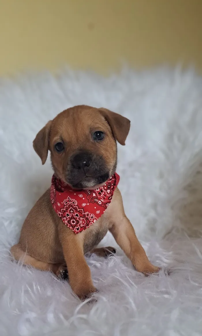 Cachorro raça SRD-ViraLata idade 2 a 6 meses nome Bentley