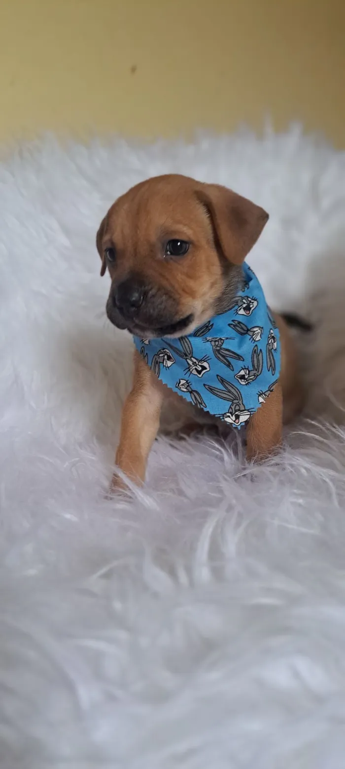 Cachorro raça SRD-ViraLata idade 2 a 6 meses nome Bentley