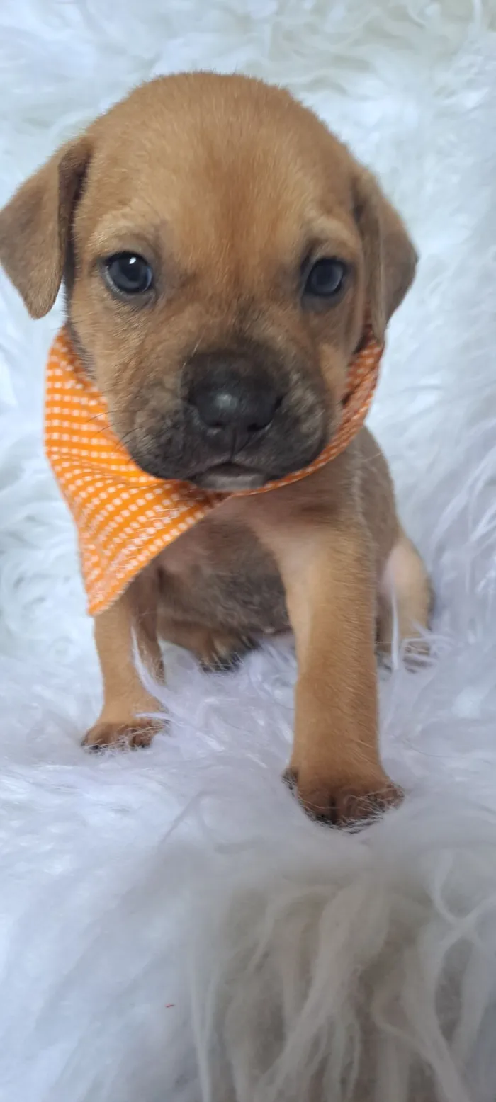 Cachorro raça SRD-ViraLata idade 2 a 6 meses nome Bentley