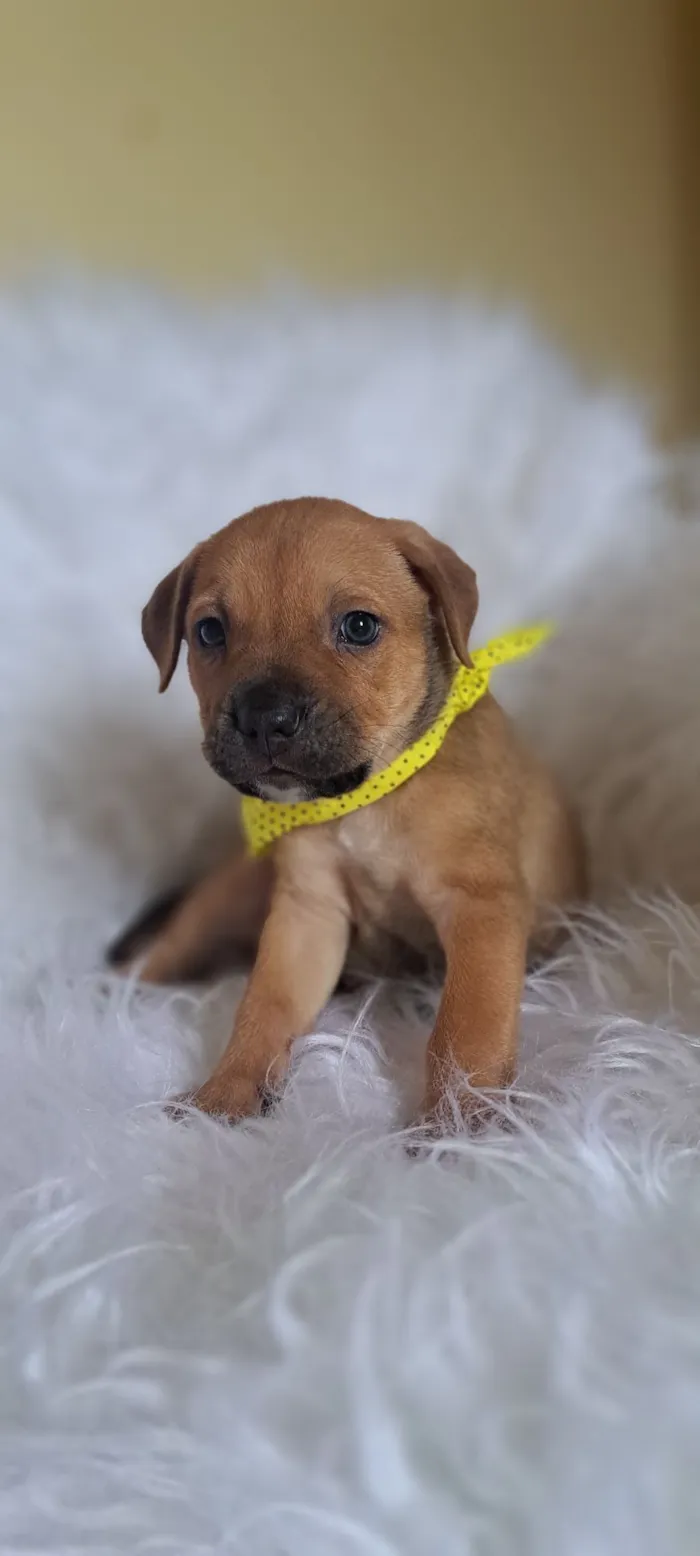 Cachorro raça SRD-ViraLata idade 2 a 6 meses nome Bentley
