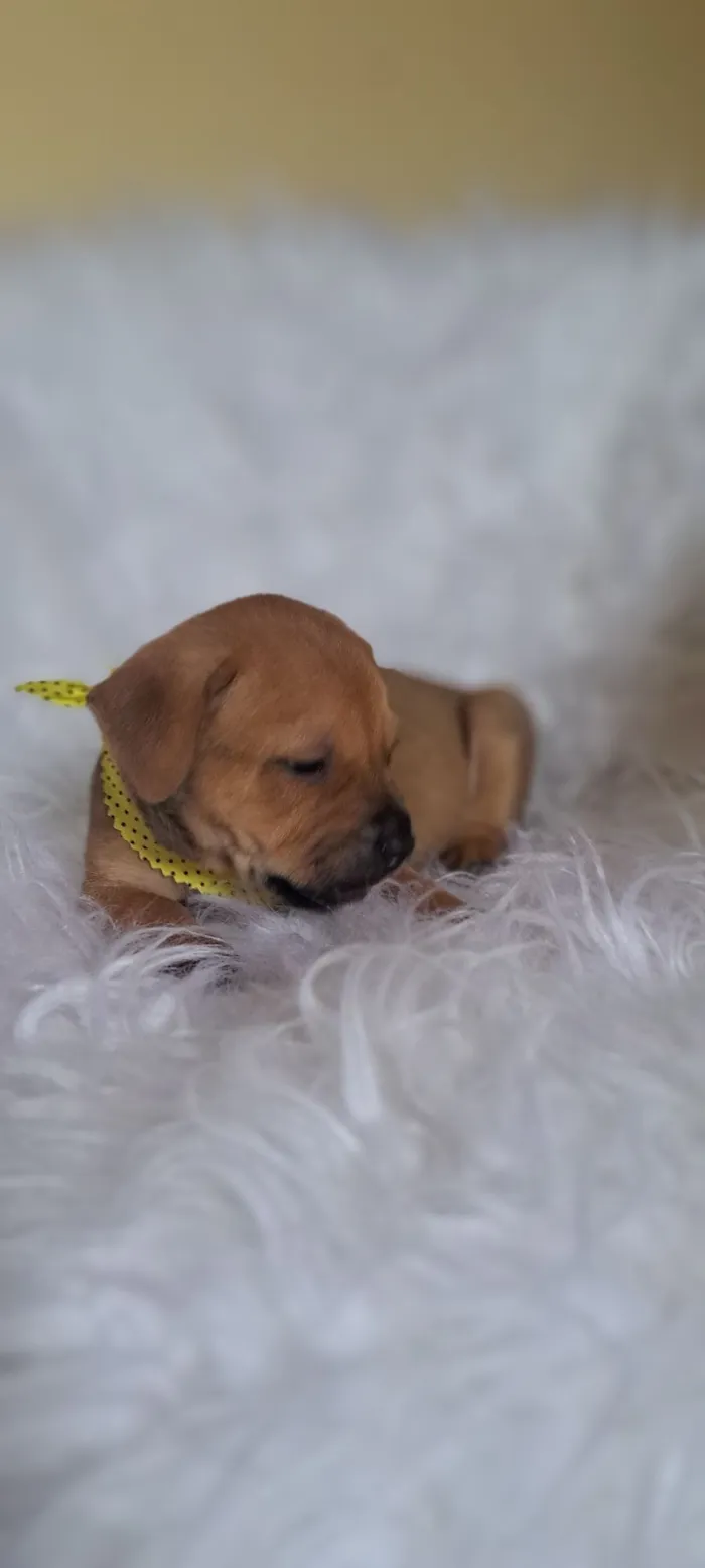 Cachorro raça SRD-ViraLata idade 2 a 6 meses nome Bentley